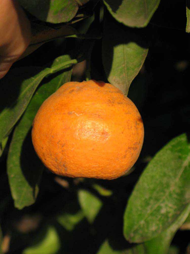            Fruit (Riverside, CA)   